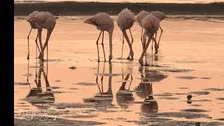 Flamingo Dance