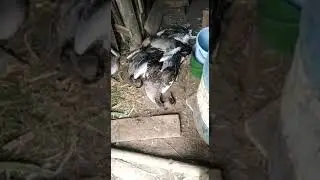 Балтач районы Кенәбаш авылында булган хәл