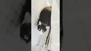KOT CAŁUJĄ SIĘ W WALIZCE #CAT #CATS #FUNNY #CUTE