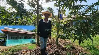 พาชม ทุเรียนต้นคู่ข้างบ้าน 60 ต้น อายุ 3 ปี อ.ศรีวิไล จ.บึงกาฬ