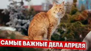 Самое важное, что нужно сделать в апреле