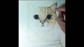 Кот.