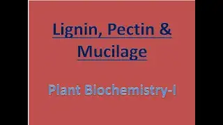 What is lignin, pectin & mucilage #plantbiochemistry #pectinlignin #whatismucilage