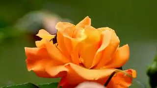 Bees flower Pollinating