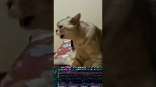Cat Music 