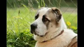 Big Alabai Dogs 2021