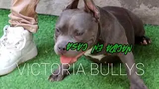 MICRO BULLY, HIJA DE FARY tienes que verla