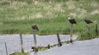 Eagles on Posts