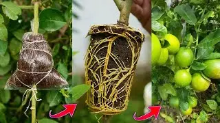New techniques lemon tree air layering from full success