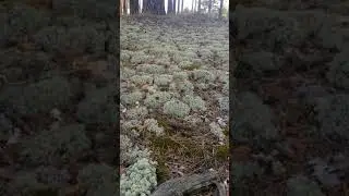 Произрастание мха  ягеля.