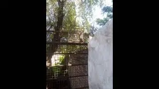 caza de corbatitas 2021