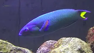 オトメベラ　Moon Wrasse　Thalassoma lunare