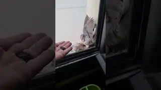 Getting a high five from a random dove. ❤️