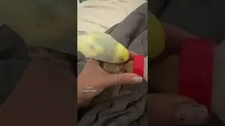 Киви помощник😅 