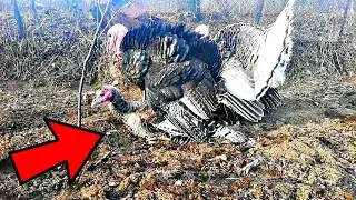 Turkeys