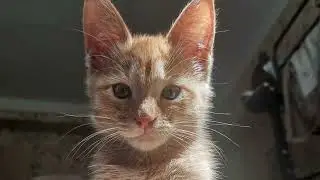 Откуда у нас этот рыжий котик? Продолжение. #cat #shorts #kitten