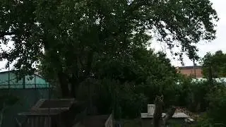 Сорт Брилла, Купчиха, Шарлотта, Крапо 10.