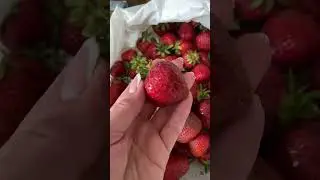 Почем у вас клубника 🍓? 