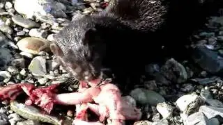 Норка