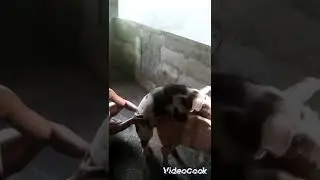 mengawinkan induk babi