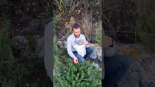 Doğal Kekik Nasıl Toplanır?