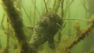 СОМИКИ