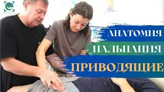 ПРИВОДЯЩИЕ МЫШЦЫ. Анатомия. Пальпация. Массаж. Андрей Яковлев