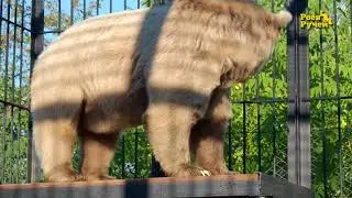 Медведь Памир две минуты мотал оранжевый дорожный конус