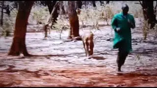 Elephant running video🐘🐘