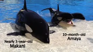 7 Interesting Facts About Killer Whale Development