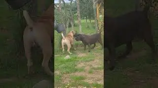 Бурбули России питомник Войс Вельд.
