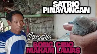 Om Lik Nyuluh Malam Dapat Perkutut Katuranggan SATRIO PINAYUNGAN Dari Makam Bong Cino ‼️ istimewa
