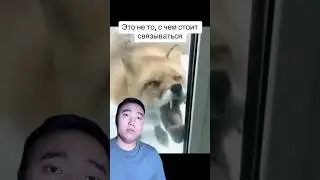 What to do if your pet is acting strangely