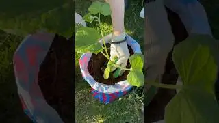 ОГУРЦЫ В ПАКЕТЫ. Ранний урожай #сад#огород#огурцы