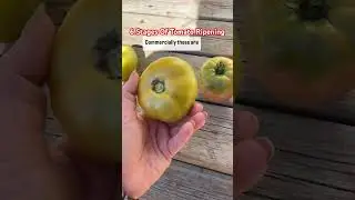 Tomato Ripening Stages! Harvest at Stage 2! #tomato #gardenharvest #gardeningincanada #GICcrew