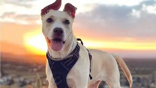 Meilleur Harnais Chien Anti Traction en 2024 : Rabbitgoo