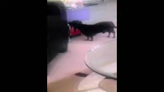 Oscar getting mad