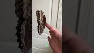 La BELLEZA de las MARIPOSAS MORPHO 🦋💙 #mariposa #naturaleza #morpho