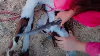 Pre slaughter vlog at beach ⛱️ | Goat slaughter by girl at beach ! Part 01