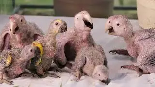 Милые Детеныши животных. Подборка видео 2024.#животные
