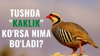 TUSHDA KAKLIK TABIRI | TUSHDA 