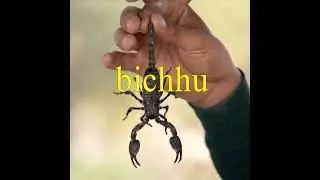 Whether a scorpion can see his mind after being born