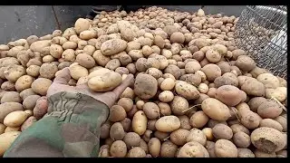 Вот это урожай картошки!Копали всем селом! Самодельный трактор в деле!