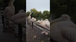 Pelicans in St James's Park, London