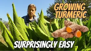 Growing Turmeric, zone 8a | Tips for Success