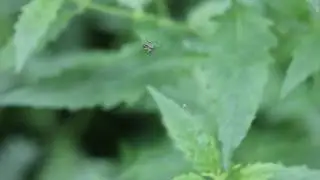 Паук плетет сеть