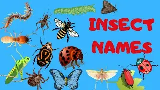 Insect Names for Kids Learning with Picture || Name of insects