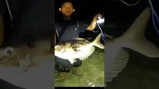 Menombak malam hari banyak ikan terjebak #629