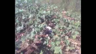 Kebun Kacang Hijauku