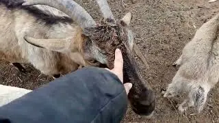 Стадо из чужих коз